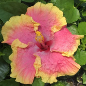 Tamibon hibiscus