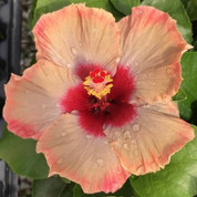Classical Dancer hibiscus