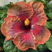 Jolanda Gommer hibiscus