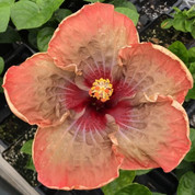 Vero's Soiree hibiscus