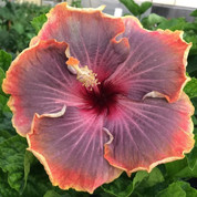 Spectroflash hibiscus