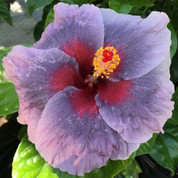 Carribean Passion hibiscus