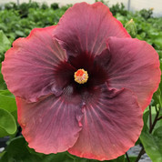 Kelly's Mad Hatter hibiscus