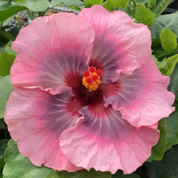 Tahitian Star Queen Nebula hibiscus