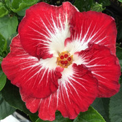 Tahitian Christmas Angel hibiscus