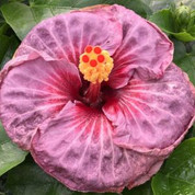 Voodoo Doll hibiscus