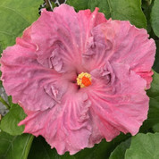 Blue Angel hibiscus