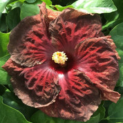 Lukes Dark Inferno hibiscus