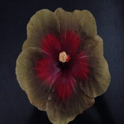 Queen Of Sheba hibiscus
