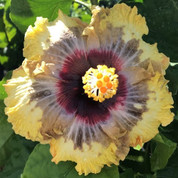 PM Amritapuri hibiscus