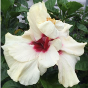 Love Pat hibiscus