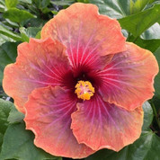 Connie Roush hibiscus