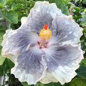 Mountain Mist hibiscus