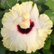 White Swan hibiscus