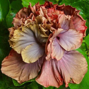 Cocoa Royale hibiscus