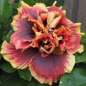 Crown Jellyfish hibiscus