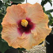 Fiesta Del Sol hibiscus