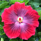 Ruby Tuesday hibiscus
