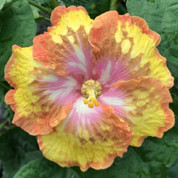 Dancing Devil hibiscus