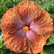 Tahitian Sophistication hibiscus