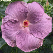 King Cobra hibiscus