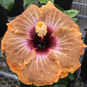 Bridgette hibiscus