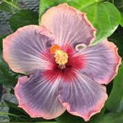Blues In The Night hibiscus