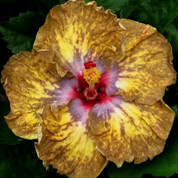 African Safari hibiscus