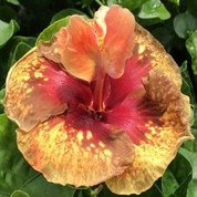 Moorea Princess Oksana hibiscus