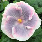Tahitian Princess hibiscus