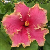 Tarantella hibiscus