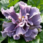 Marianne Charlton hibiscus