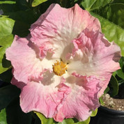 Daddy's Angel hibiscus