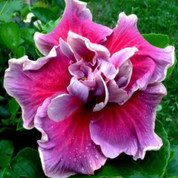 Tahitian Trace Vermont hibiscus