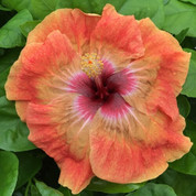 Tahitian Orange Rainbow hibiscus