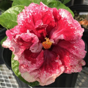 Early Morning hibiscus