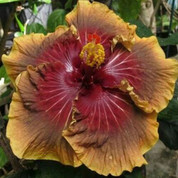 Red Velvet Cakes hibiscus