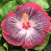 Electric Plum hibiscus