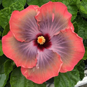 Fifth Dimension hibiscus