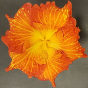TJ Flambeux hibiscus