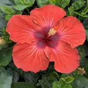 Red Cypress hibiscus
