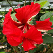 El Capitolio Red hibiscus