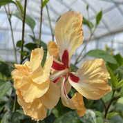 El Capitolio Yellow hibiscus