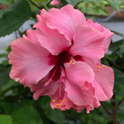 Pink Pride of Hankins hibiscus