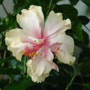 White Pride of Hankins hibiscus