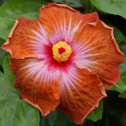 Peanut Butter hibiscus