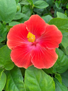 Vibrance hibiscus