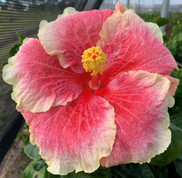 Tahitian Ursulas's Gift hibiscus