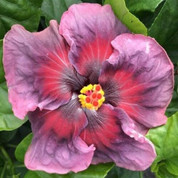 1-Gallon Kade Archer hibiscus