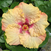 1-Gallon Free Spirit hibiscus